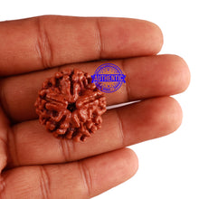 Load image into Gallery viewer, 5 Mukhi Rudraksha from Nepal - Bead No. 202
