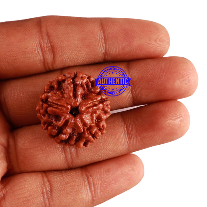 5 Mukhi Rudraksha from Nepal - Bead No. 202
