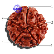 Load image into Gallery viewer, 5 Mukhi Rudraksha from Nepal - Bead No. 202
