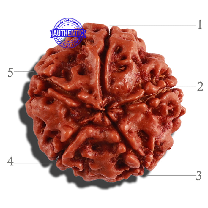 5 Mukhi Rudraksha from Nepal - Bead No. 202
