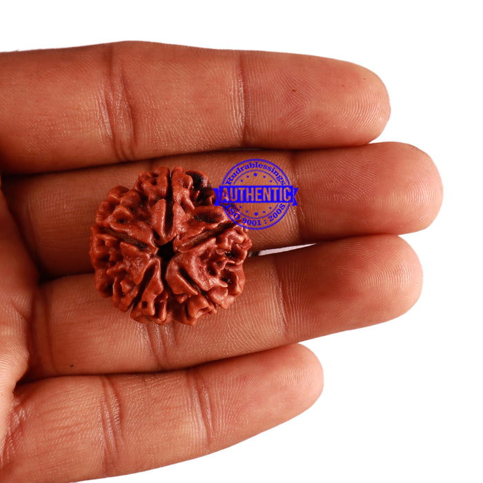 5 Mukhi Rudraksha from Nepal - Bead No. 203
