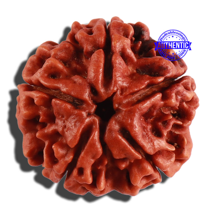 5 Mukhi Rudraksha from Nepal - Bead No. 203