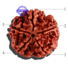 Load image into Gallery viewer, 5 Mukhi Rudraksha from Nepal - Bead No. 203
