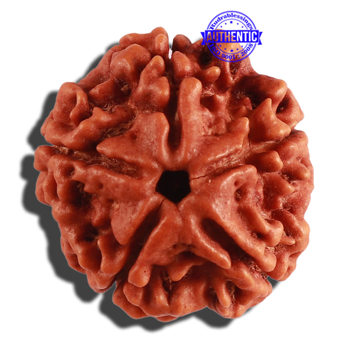 5 Mukhi Rudraksha from Nepal - Bead No. 204