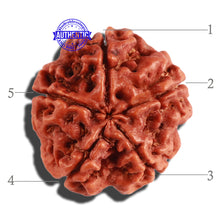 Load image into Gallery viewer, 5 Mukhi Rudraksha from Nepal - Bead No. 204
