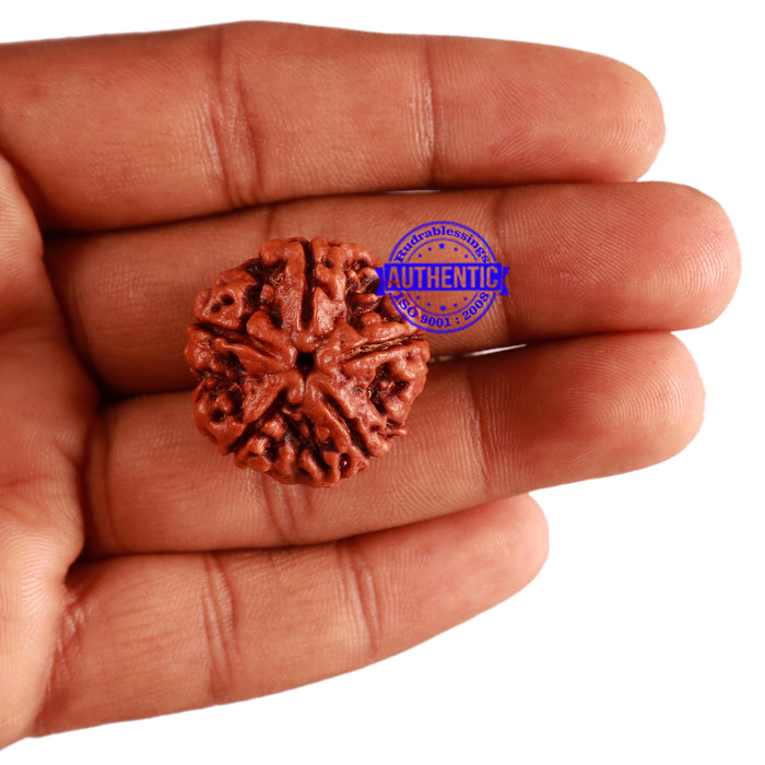 5 Mukhi Rudraksha from Nepal - Bead No. 206