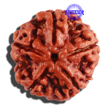 Load image into Gallery viewer, 5 Mukhi Rudraksha from Nepal - Bead No. 206

