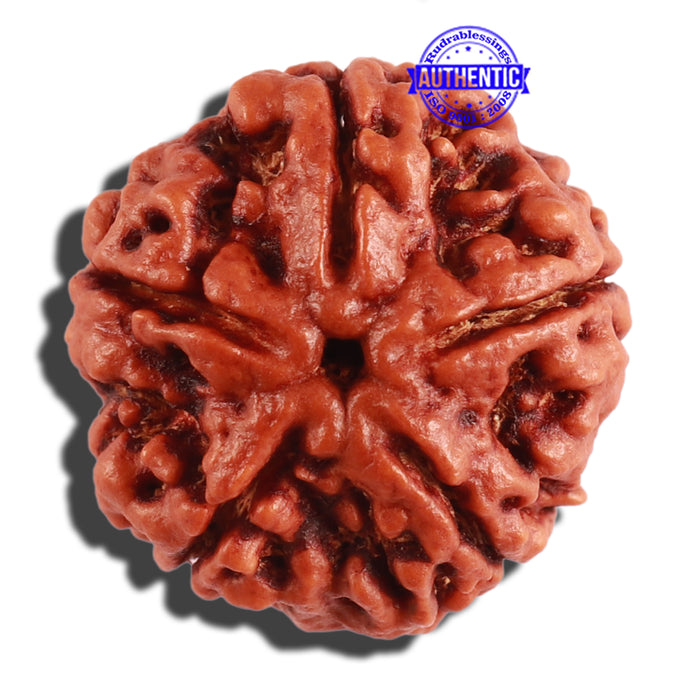 5 Mukhi Rudraksha from Nepal - Bead No. 206