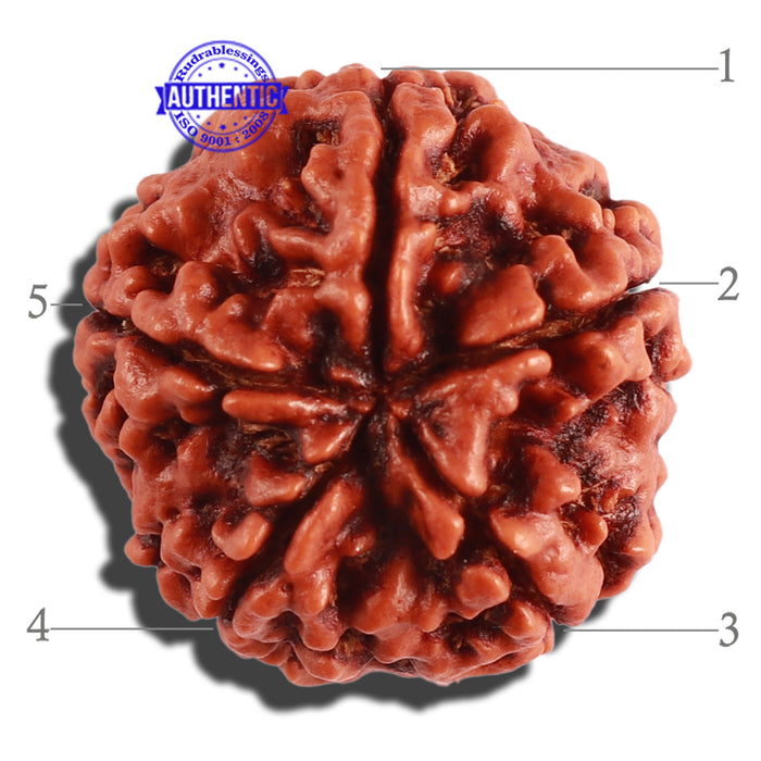 5 Mukhi Rudraksha from Nepal - Bead No. 206
