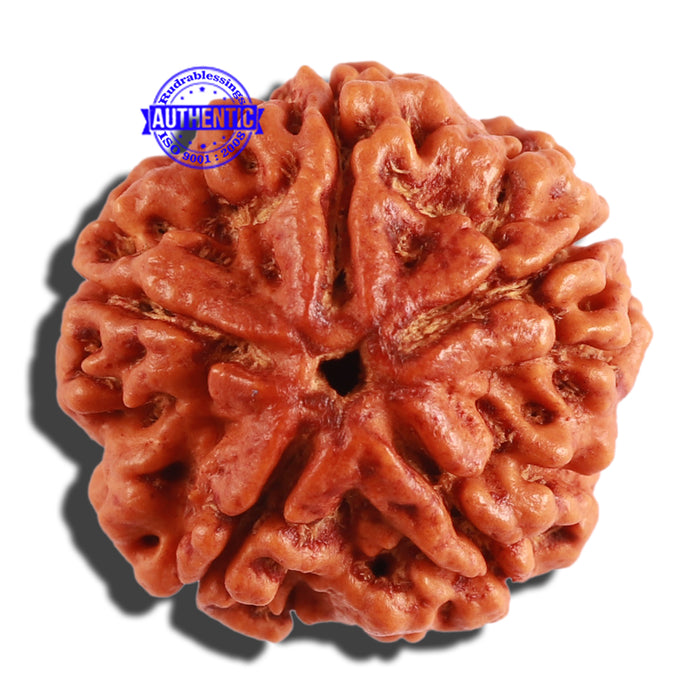 5 Mukhi Rudraksha from Nepal - Bead No. 207