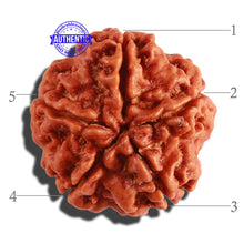 Load image into Gallery viewer, 5 Mukhi Rudraksha from Nepal - Bead No. 207
