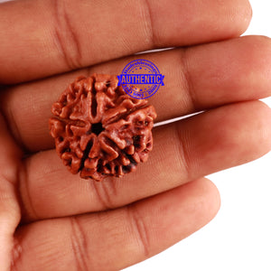 5 Mukhi Rudraksha from Nepal - Bead No. 208