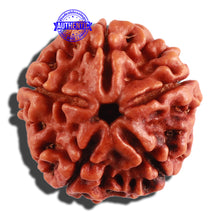 Load image into Gallery viewer, 5 Mukhi Rudraksha from Nepal - Bead No. 208
