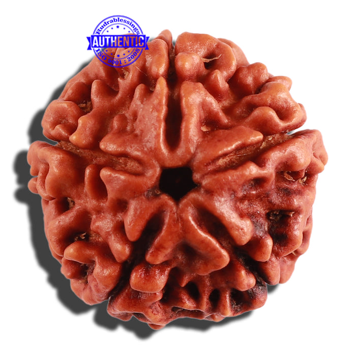 5 Mukhi Rudraksha from Nepal - Bead No. 208