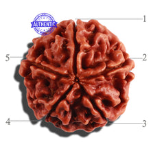 Load image into Gallery viewer, 5 Mukhi Rudraksha from Nepal - Bead No. 208
