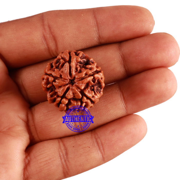 5 Mukhi Rudraksha from Nepal - Bead No. 209