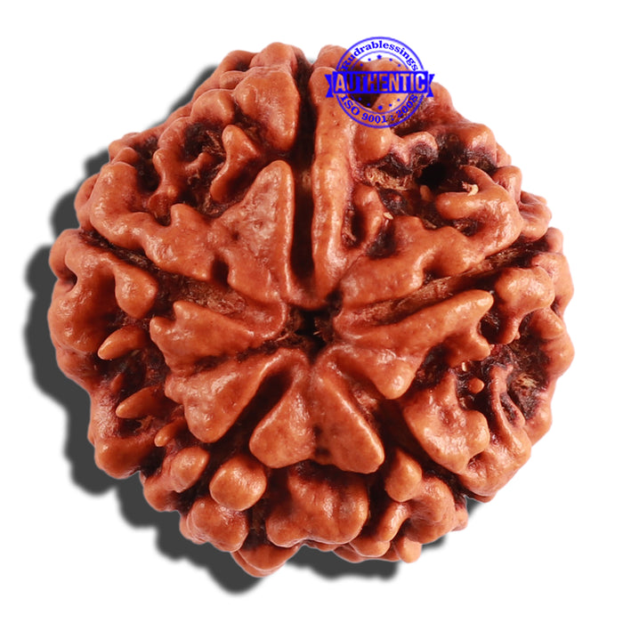 5 Mukhi Rudraksha from Nepal - Bead No. 209