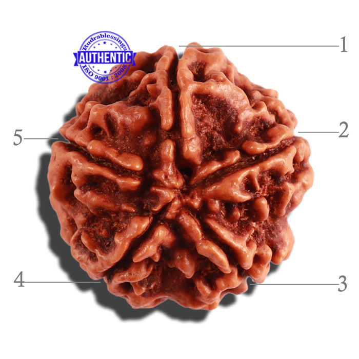 5 Mukhi Rudraksha from Nepal - Bead No. 209