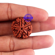 Load image into Gallery viewer, 5 Mukhi Rudraksha from Nepal - Bead No. 178
