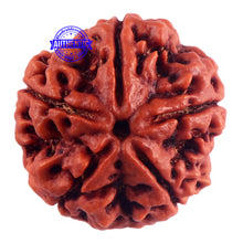 Load image into Gallery viewer, 5 Mukhi Rudraksha from Nepal - Bead No. 178
