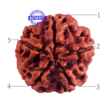 Load image into Gallery viewer, 5 Mukhi Rudraksha from Nepal - Bead No. 178
