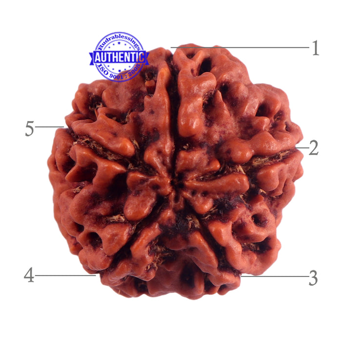 5 Mukhi Rudraksha from Nepal - Bead No. 178