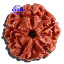 Load image into Gallery viewer, 5 Mukhi Rudraksha from Nepal - Bead No. 210
