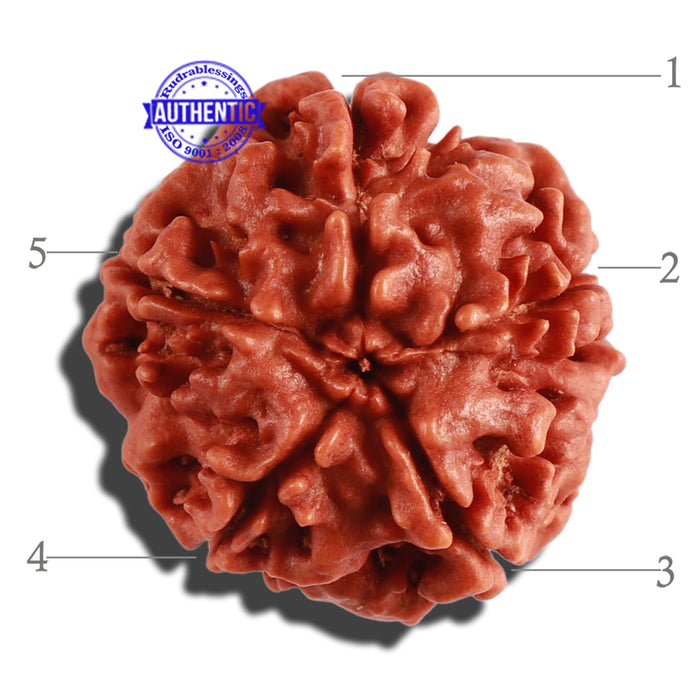 5 Mukhi Rudraksha from Nepal - Bead No. 210