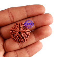Load image into Gallery viewer, 5 Mukhi Rudraksha from Nepal - Bead No. 211
