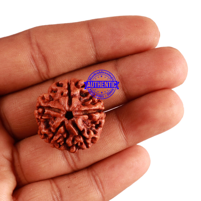 5 Mukhi Rudraksha from Nepal - Bead No. 211