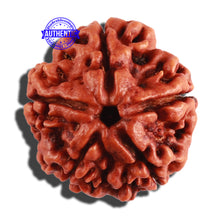 Load image into Gallery viewer, 5 Mukhi Rudraksha from Nepal - Bead No. 211
