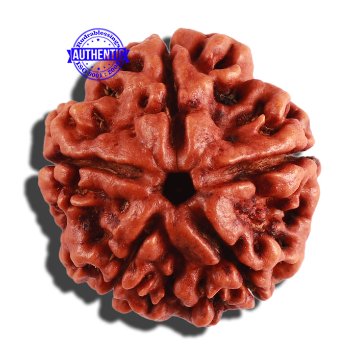 5 Mukhi Rudraksha from Nepal - Bead No. 211