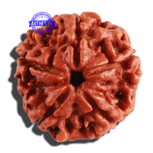 Load image into Gallery viewer, 5 Mukhi Rudraksha from Nepal - Bead No. 212
