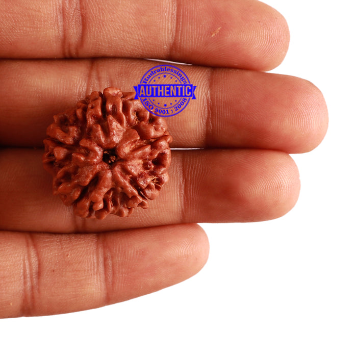 5 Mukhi Rudraksha from Nepal - Bead No. 213