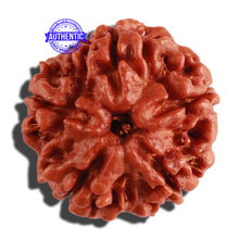 Load image into Gallery viewer, 5 Mukhi Rudraksha from Nepal - Bead No. 213
