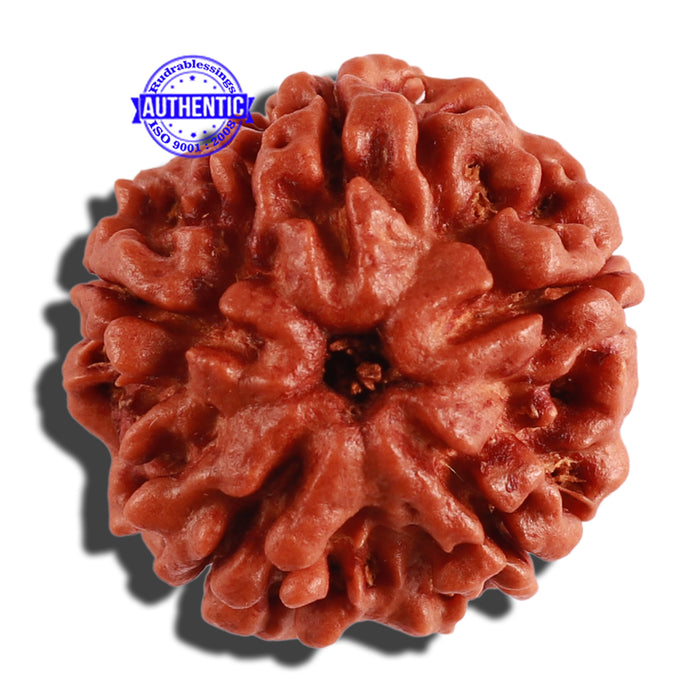 5 Mukhi Rudraksha from Nepal - Bead No. 213