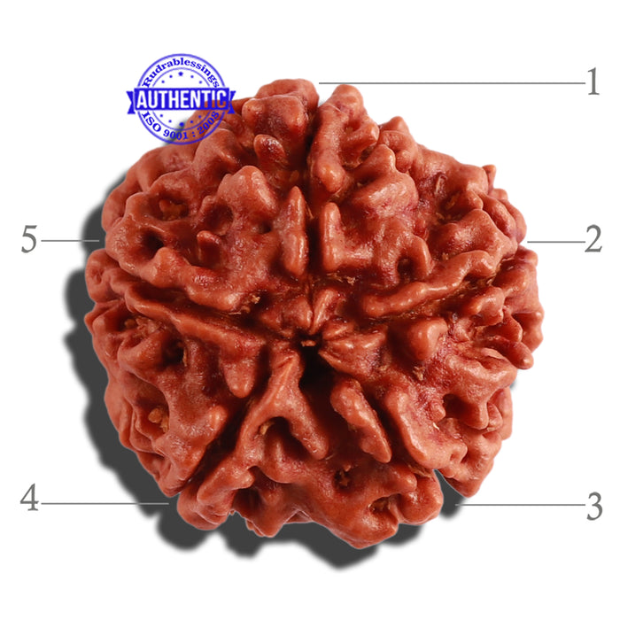 5 Mukhi Rudraksha from Nepal - Bead No. 213