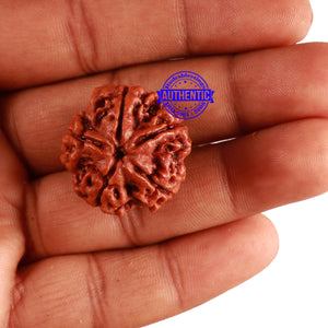 5 Mukhi Rudraksha from Nepal - Bead No. 214