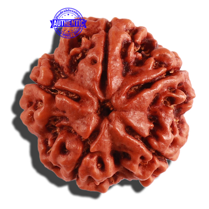 5 Mukhi Rudraksha from Nepal - Bead No. 214