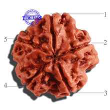 Load image into Gallery viewer, 5 Mukhi Rudraksha from Nepal - Bead No. 214
