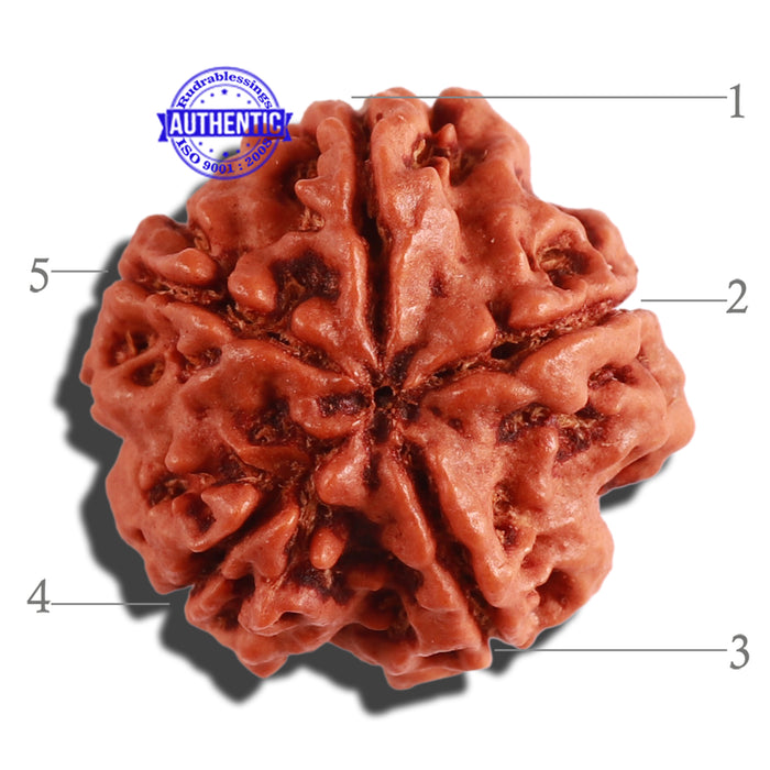 5 Mukhi Rudraksha from Nepal - Bead No. 214