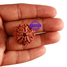 Load image into Gallery viewer, 5 Mukhi Rudraksha from Nepal - Bead No. 215
