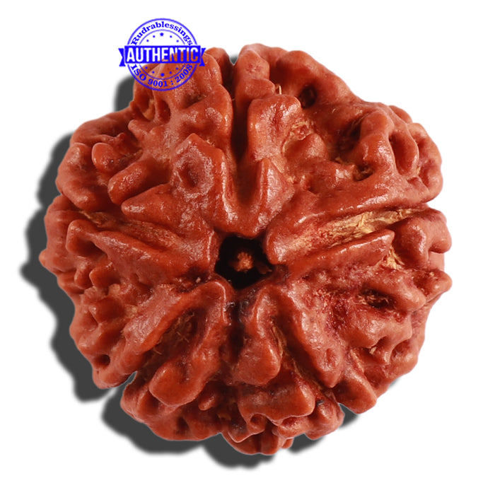 5 Mukhi Rudraksha from Nepal - Bead No. 215