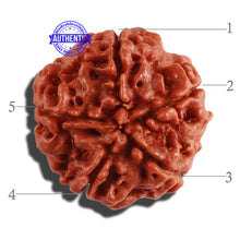 Load image into Gallery viewer, 5 Mukhi Rudraksha from Nepal - Bead No. 215
