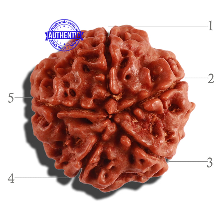 5 Mukhi Rudraksha from Nepal - Bead No. 215