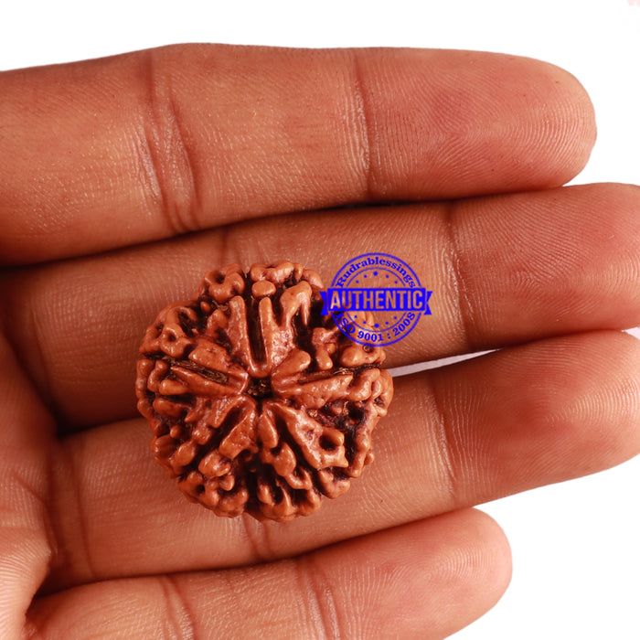 5 Mukhi Rudraksha from Nepal - Bead No. 216