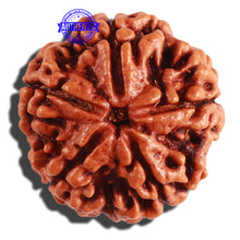 Load image into Gallery viewer, 5 Mukhi Rudraksha from Nepal - Bead No. 216
