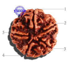 Load image into Gallery viewer, 5 Mukhi Rudraksha from Nepal - Bead No. 216
