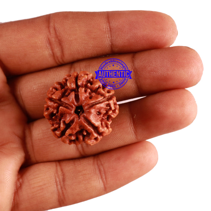 5 Mukhi Rudraksha from Nepal - Bead No. 217