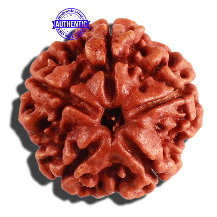 5 Mukhi Rudraksha from Nepal - Bead No. 217